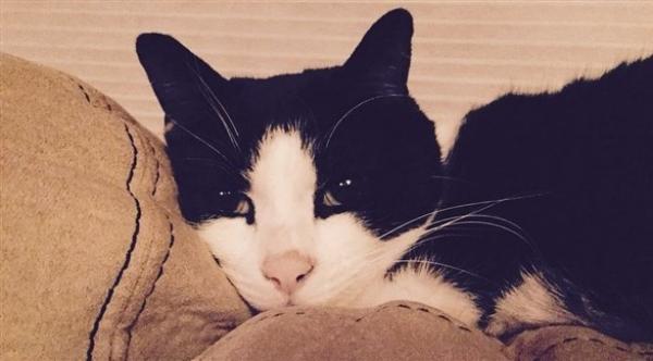 قط شجاع ينقذ عائلة من موت محقق