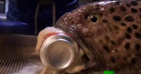 "الفك الفولاذي".. سمكة تسحق علبة معدنية رغم موتها! (فيديو)