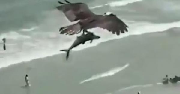 لحظة اصطياد نسر لسمكة عملاقة باحترافيةعالية(فيديو)