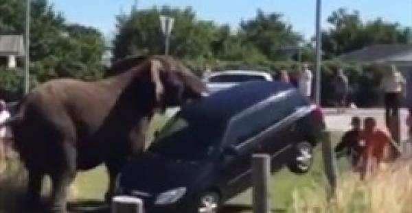 بالفيديو.. فيل هائج يهاجم سياحًا ويحطم سياراتهم