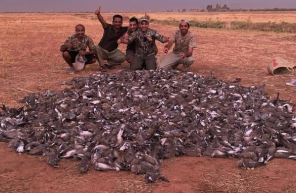 مجزرة الخليجيين في حق الطيور بمراكش تطيح بمسؤولين كبار بوزارة "أخنوش"