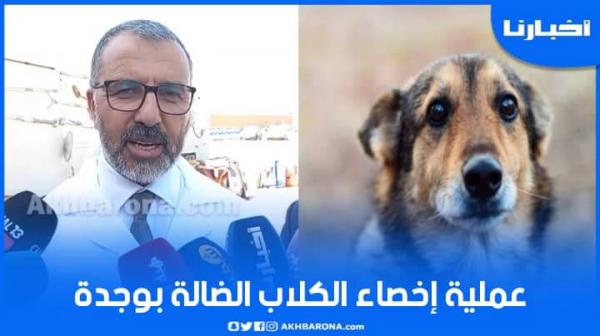 طبيب بيطري يكشف تفاصيل عملية إخصاء الكلاب الضالة في وجدة ويوضح سبب ذلك