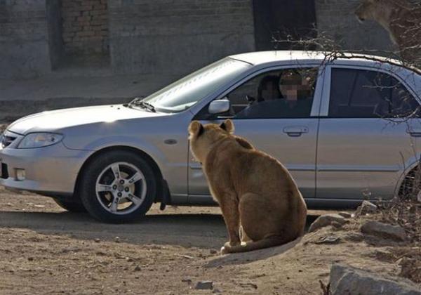 بالفيديو .. نمر يخطف امرأة ويقتلها بعد خروجها من السيارة في ‫الصين‬