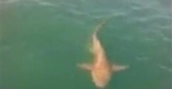 بالفيديو.. شاب يقدم نفسه وجبة لـ«قرش مفترس» لإثبات شجاعته