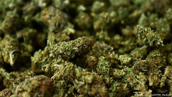 دراسة: تشريع "أغذية الحشيش" رفع حالات تسمم الأطفال في كندا