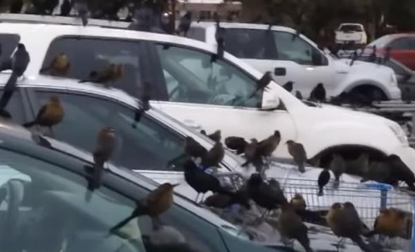 غزو مئات الغربان لموقف سيارات يترك متسوقين في حالة ذعر (فيديو)