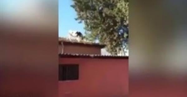 بالفيديو.. بقرة تهرب من الفحص فتسقط من الطابق الثاني