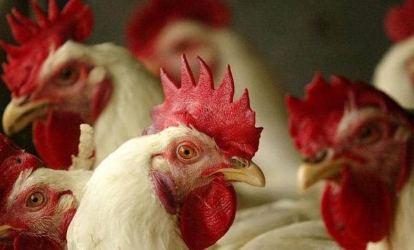 التحقيق مع معلم أجبر تلميذاً على ذبح دجاجة أثناء الامتحان