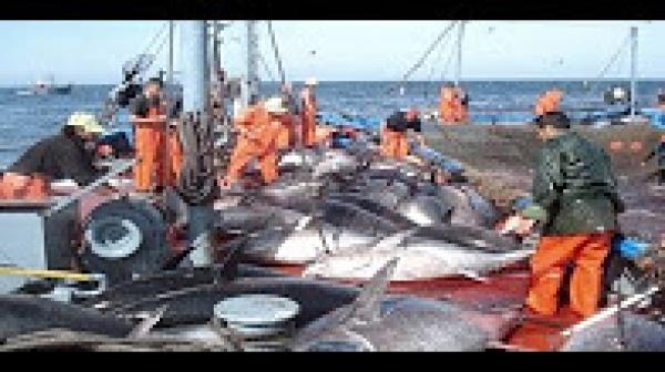 مؤتمر دولي للحفاظ على سمك التونة الحمراء بمراكش