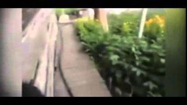 بالفيديو.. كلب "شيواوا "يحمل قطًا على ظهره