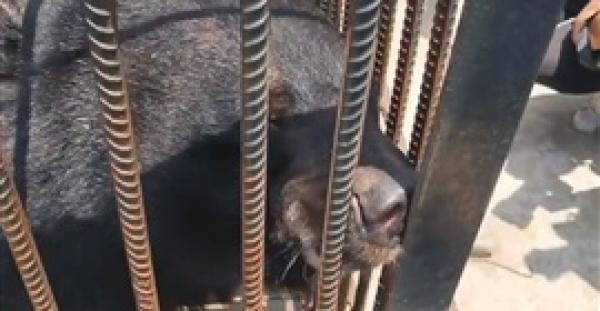 مفاجأة غير متوقعة لعائلة تتبنى كلبا منذ عامين (فيديو)