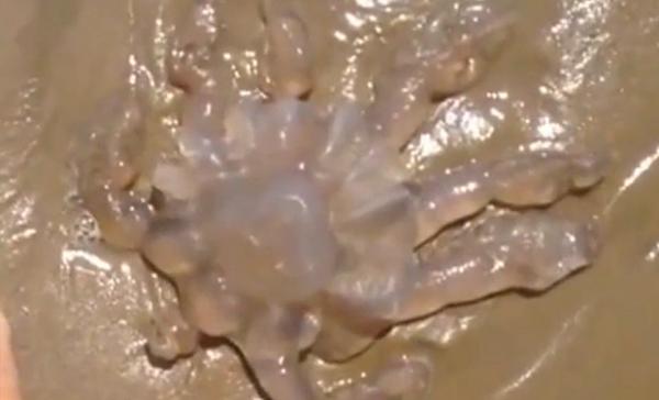 بالفيديو : مخلوق غريب يثير دهشة رواد شاطيء بريطاني!