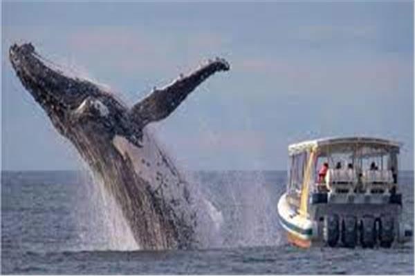 حوت عملاق يفاجئ راكبي أمواج بقفزة هائلة أخرج فيها كامل جسمه(فيديو)