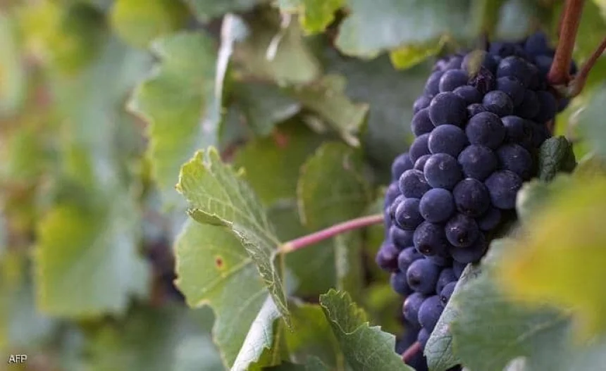 العنب وتعزيز صحة العضلات.. دراسة تكشف فوائد مذهلة