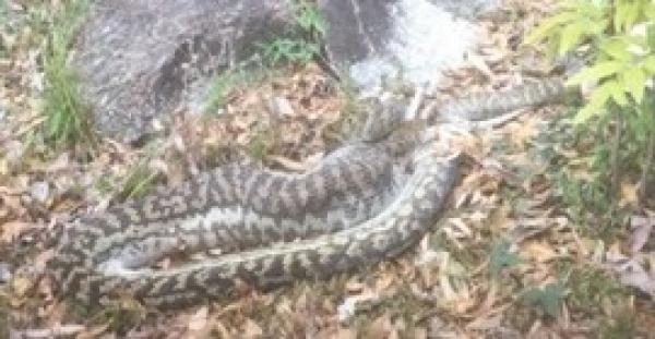 بالفيديو.. لقطات صادمة لثعبان ضخم يأكل كنجارو