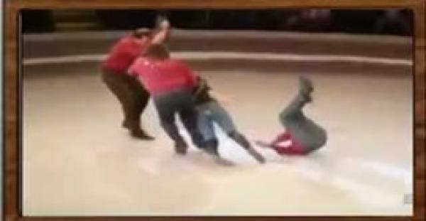 بالفيديو.. فتاة تتعرض للموت بعد سقوطها من على ظهر جمل في السيرك