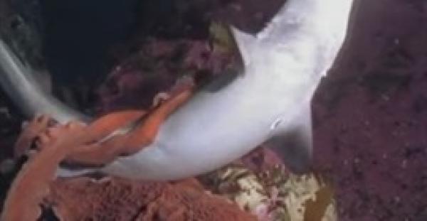 فيديو نادر لـ«أخطبوط» يبتلع سمكة قرش عملاقة في دقائق