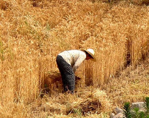 المغرب يشتري 178 ألف طن من القمح اللين المحلي