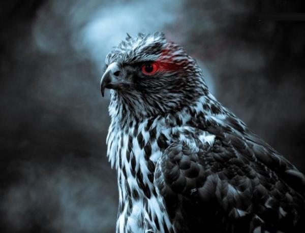 هل تساءلت يوما..كيف ترى حيوانات العالم صورنا؟