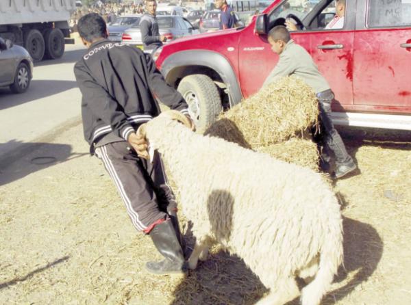 مأساة اجتماعية...أضحية العيد تدفع رب أسرة إلى شرب السم بمراكش