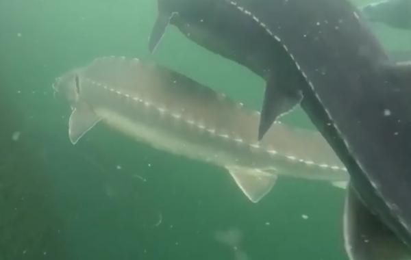 شاهد: الصين تتحول إلى أكبر مورد للكافيار في العالم