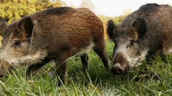 وزارة "أخنوش" توضح بخصوص ظهور أعداد من الخنازير البرية بالرباط