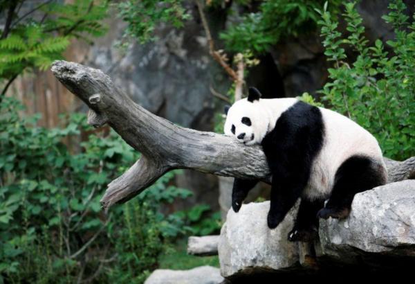 باندا عملاقة تنجب صغيرا يتمتع بصحة جيدة في حديقة حيوان بواشنطن