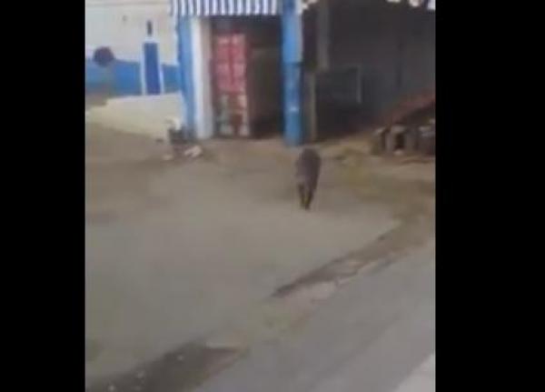 خنزير يثير الفزع في شوارع تطوان