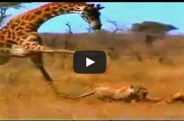 بالفيديو.. شاهد «زرافة» تنتقم من «أسد» بركلة قاضية