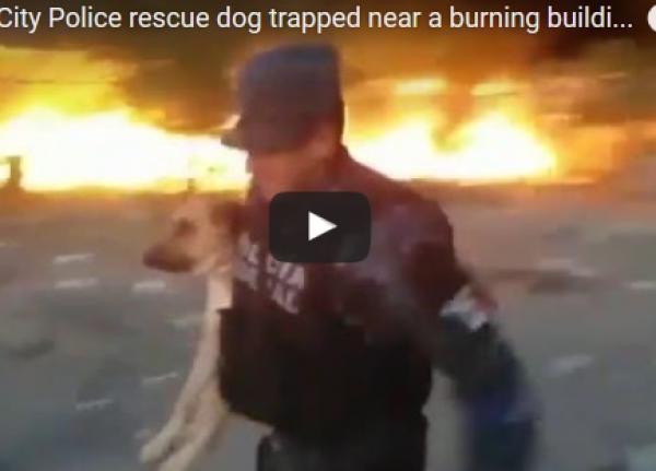 بالفيديو: شرطي يخاطر بحياته لينقذ كلباً من بناء يحترق