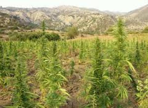 حزب الاستقلال يطالب بتقنين زراعة القنب الهندي