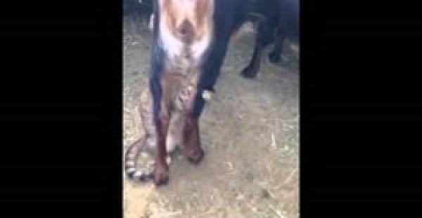 بالفيديو.. «قط» يتغلب على الجوع بالرضاعة من «ماعز» في مشهد غريب