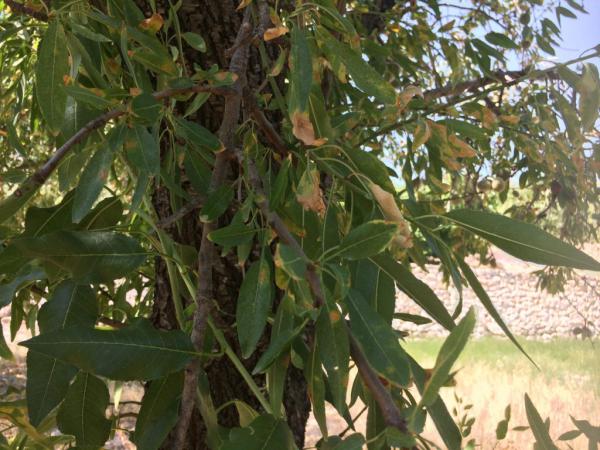 "Xylella fastidiosa" بكتيريا خطيرة تستنفر مصالح "الأونسا" وهذا ما دعت اليه