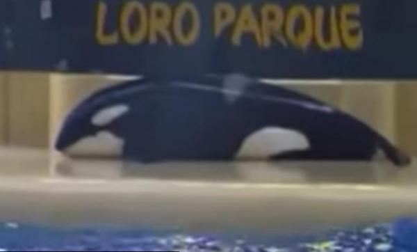 بالفيديو: حوت يحاول الانتحار أمام مجموعة من السياح