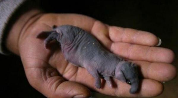 بالفيديو: أثنى أرنب تلد فيلاً في غزة