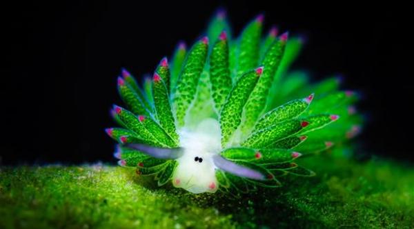 بالصور: هل هذا أغرب وألطف مخلوق في العالم؟