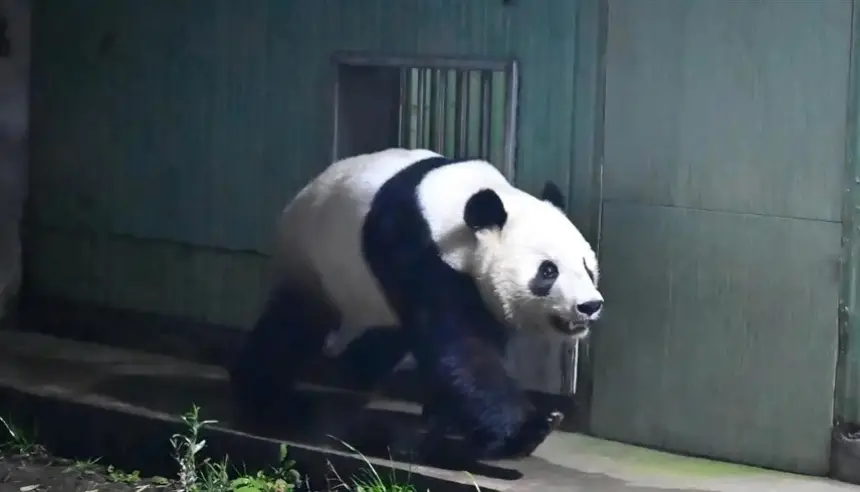 اليابان تودع آخر زوج من الباندا العملاقة بعد نصف قرن من الرفقة