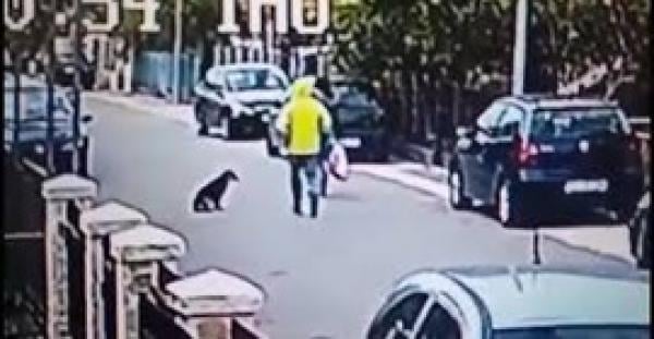 كلب يحمي سيدة من لص في الشارع (فيديو)
