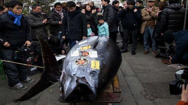 بالفيديو: سعر قياسي لسمكة