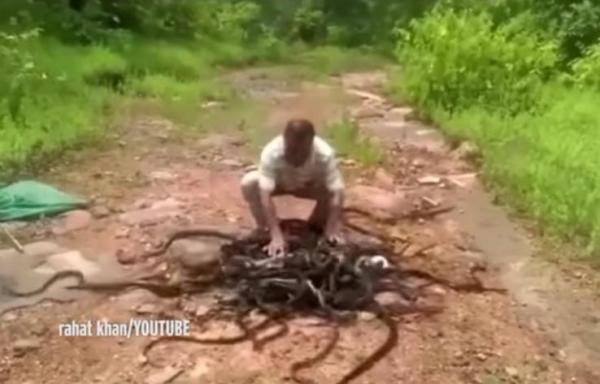 بالفيديو: حارس حديقة يطلق مئات الأفاعي في البرية