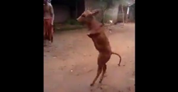 بالفيديو.. بقرة تمشي على قدمين بطريقة البشر