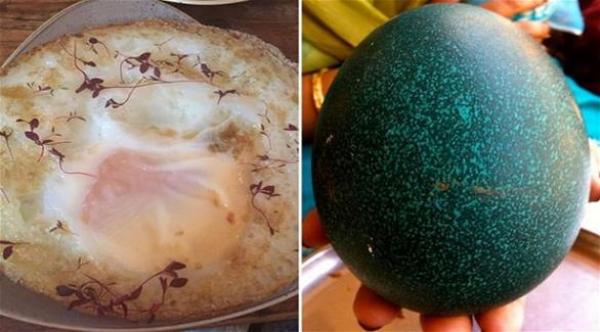  مطعم يقدم وجبات من بيض النعام بسعر مرتفع (ميرور) 