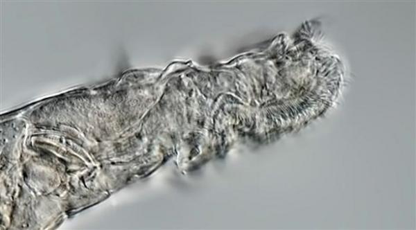 بعد تجميده لمدة 24 ألف عام ..حيوان مجهري يعود إلى الحياة