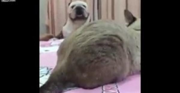 بالفيديو.. كلب يلقن قطة جلست مكانه درسا قاسيا