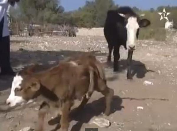 ولادة بقرة بستة أرجل في المغرب!