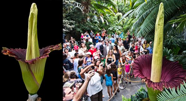 الالاف يتجمعون لمشاهدة الزهرة التي تتفتح مرة واحدة فقط كل 10 سنوات