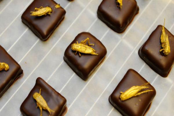 جديد المطبخ الفرنسي... شوكولاته بالحشرات المذهبة