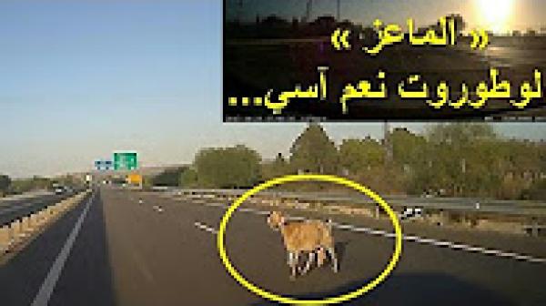 الماعز في لوطوروت بالمغرب !