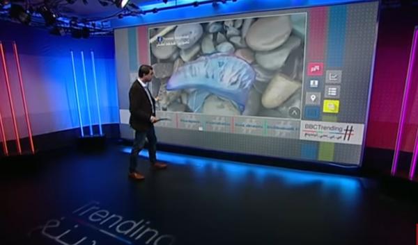 "بي بي سي" تتطرق إلى موضوع ظهور قنديل البحر المسمى" رجل الحرب البرتغالي" بالشواطئ المغربية