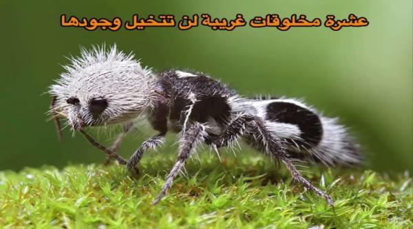 10 مخلوقات غريبة لن تتخيل وجودها